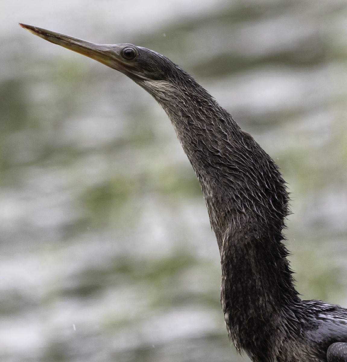 Anhinga - David Muth