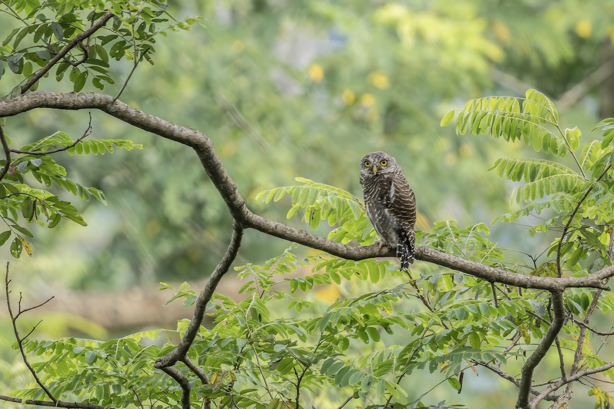 Asian Barred Owlet - ML623598513