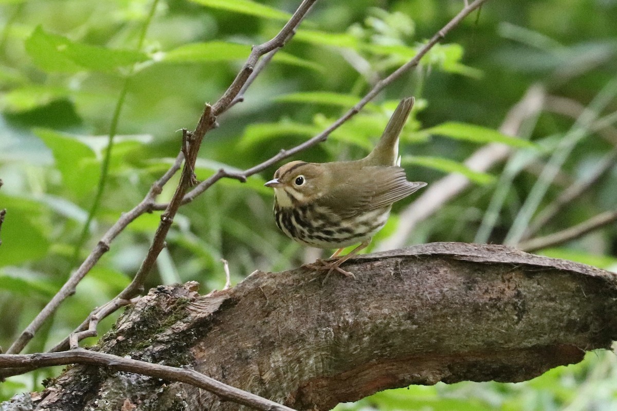 Ovenbird - ML623598516