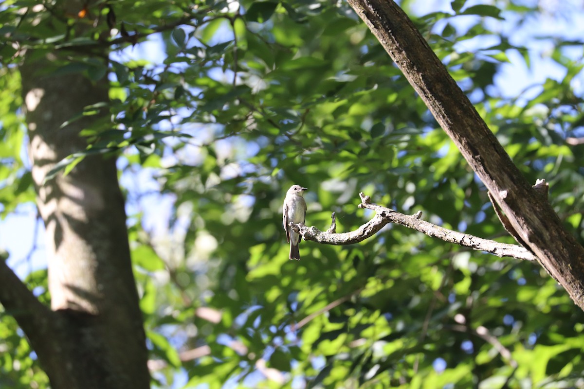 Eastern Wood-Pewee - ML623598519