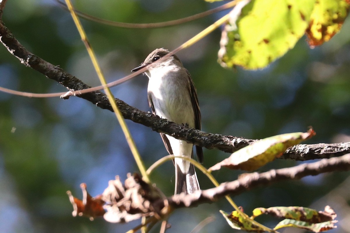 Eastern Wood-Pewee - ML623598521