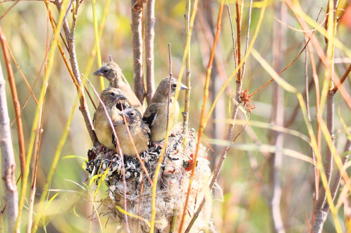 American Goldfinch - David Cross