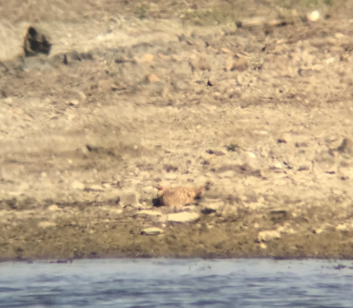 Black-bellied Sandgrouse - ML623598600