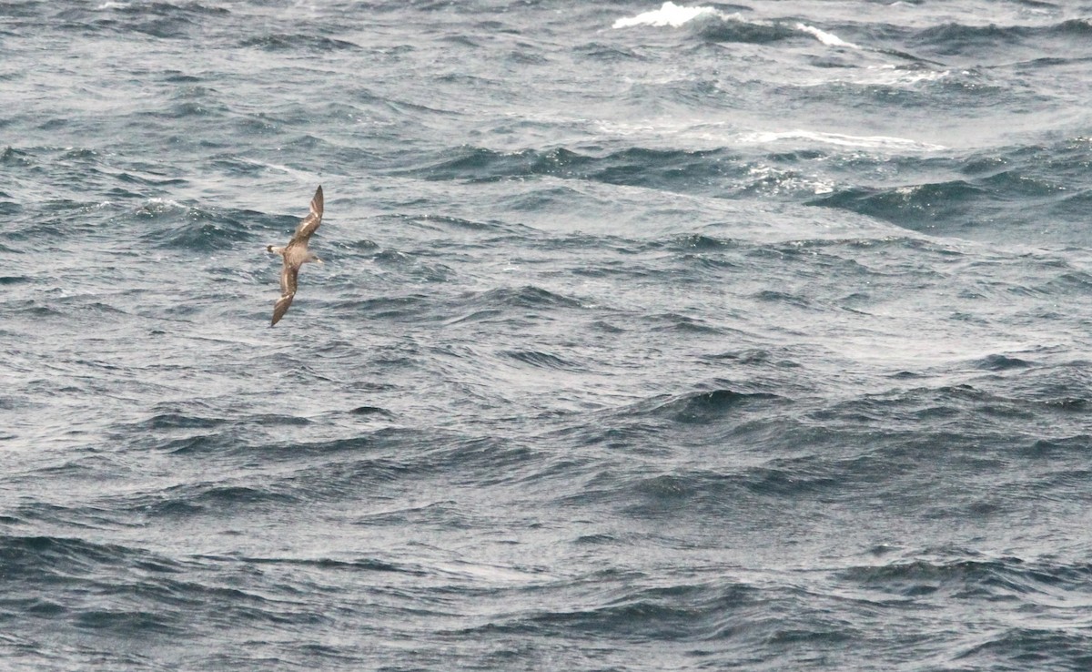 Cory's Shearwater (borealis) - ML623598602