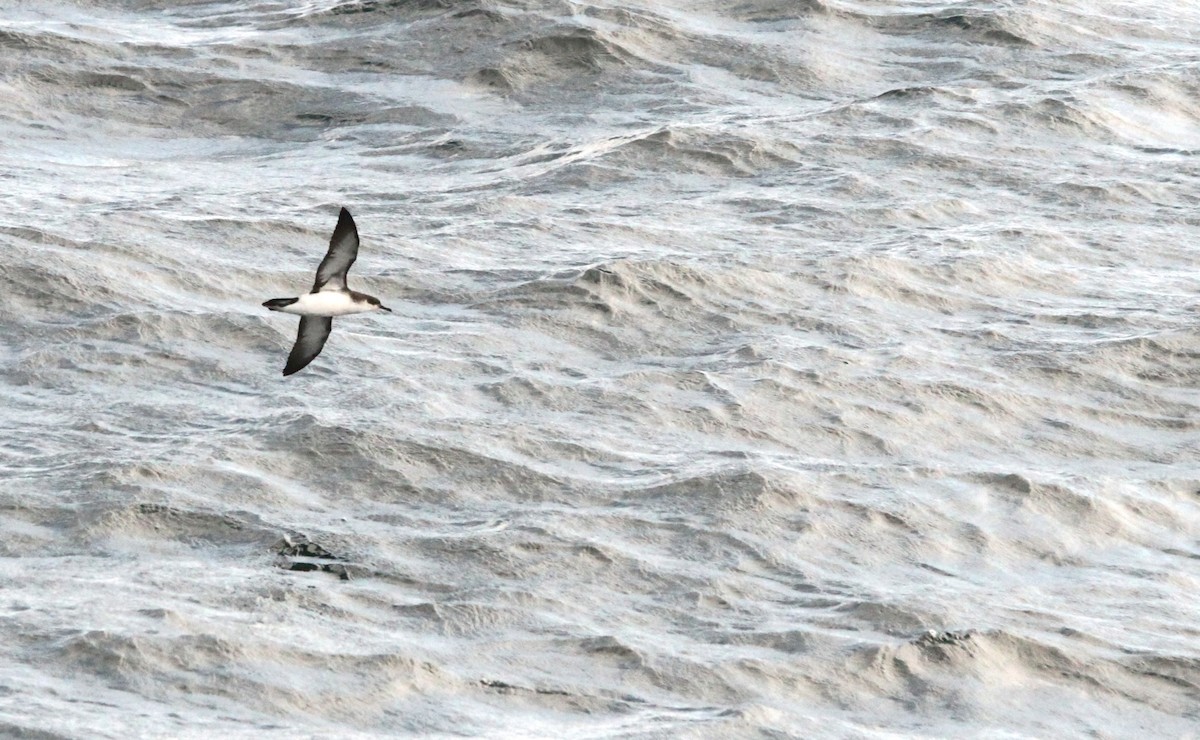 Manx Shearwater - ML623598607