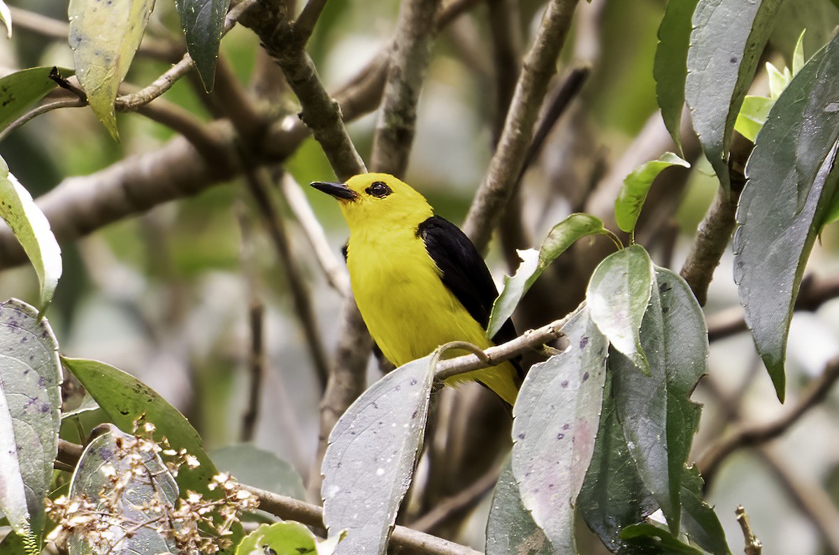 Tangara Negriamarilla - ML623598619