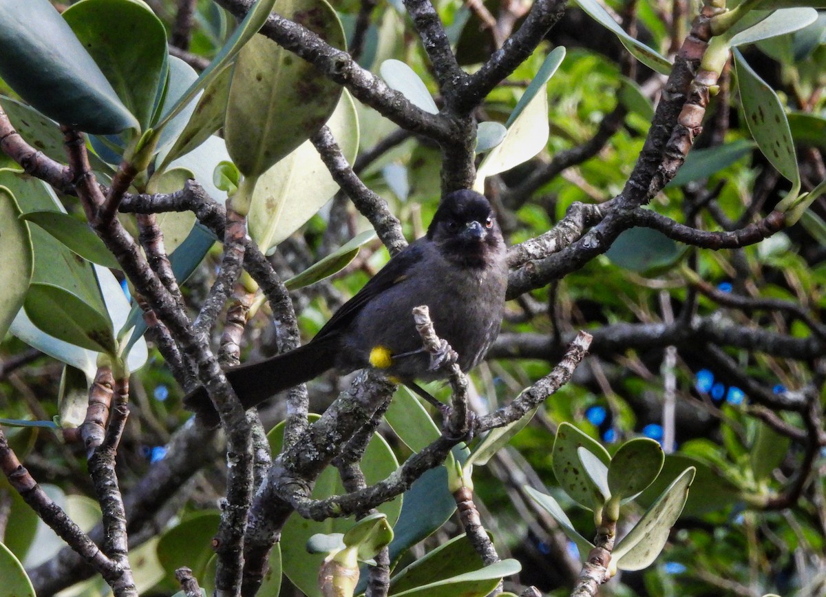 Yellow-thighed Brushfinch - ML623598620