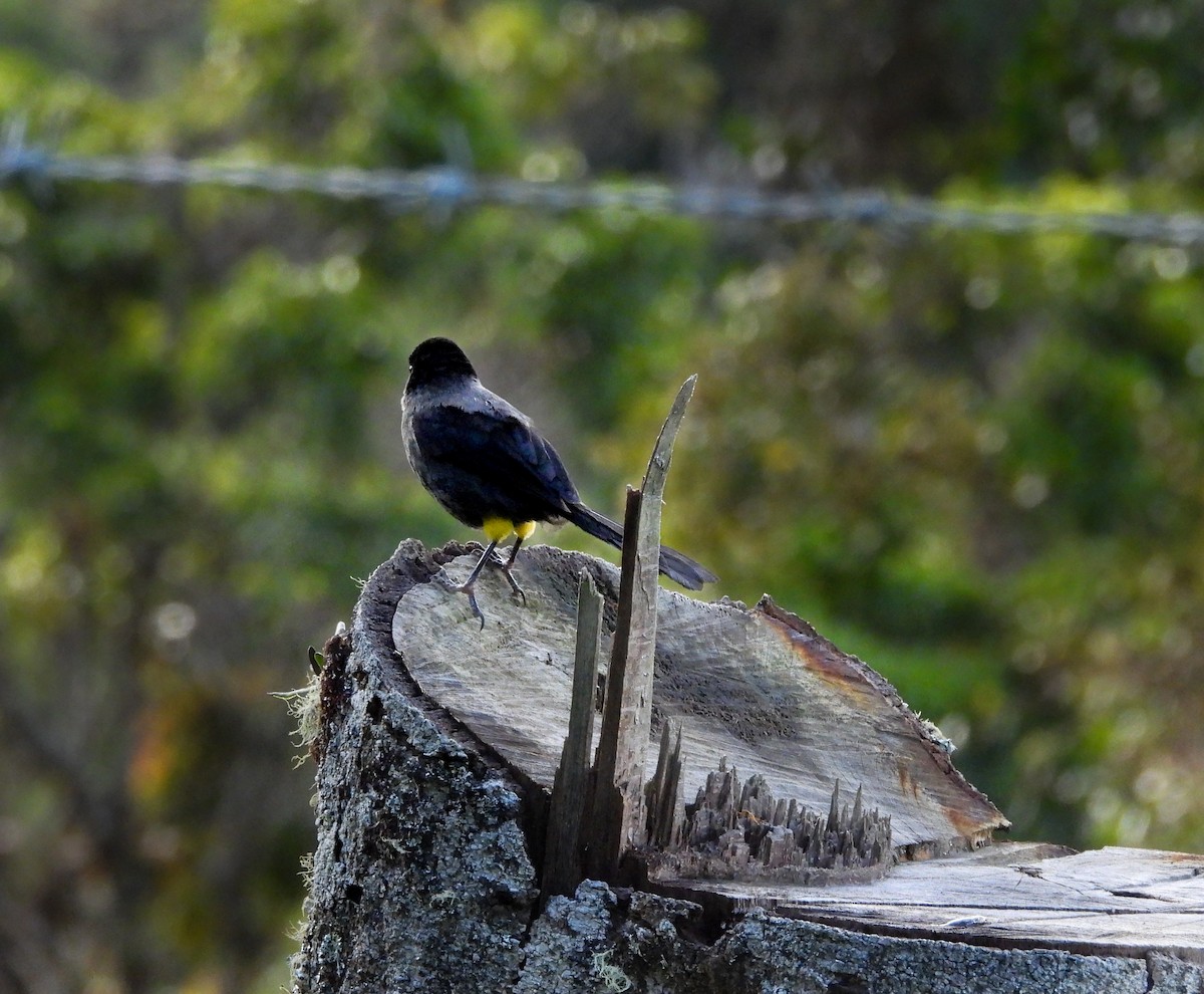 Yellow-thighed Brushfinch - ML623598621