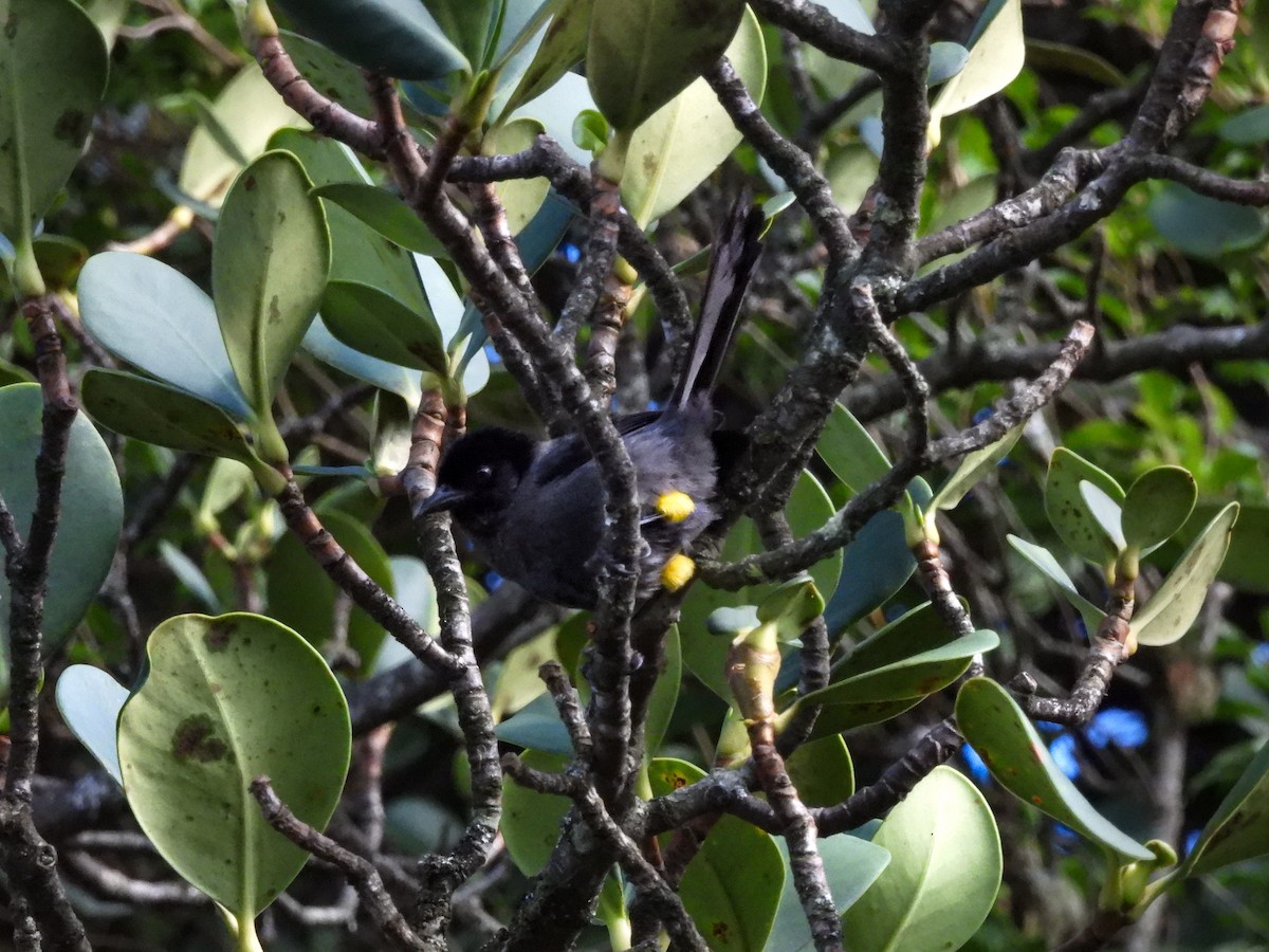 Yellow-thighed Brushfinch - ML623598622