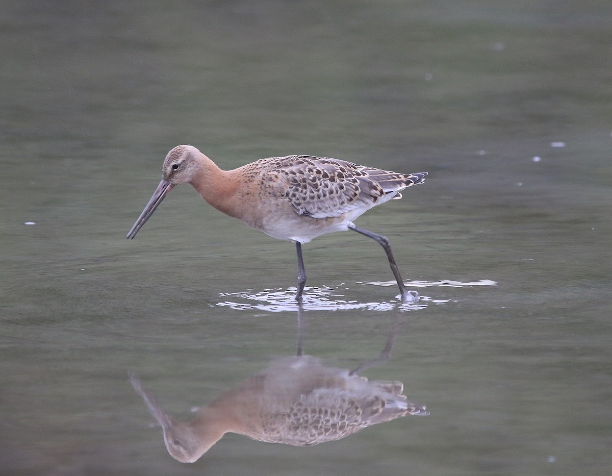 Black-tailed Godwit - Michael  Heron