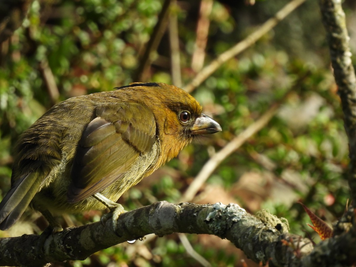 Prong-billed Barbet - ML623598641