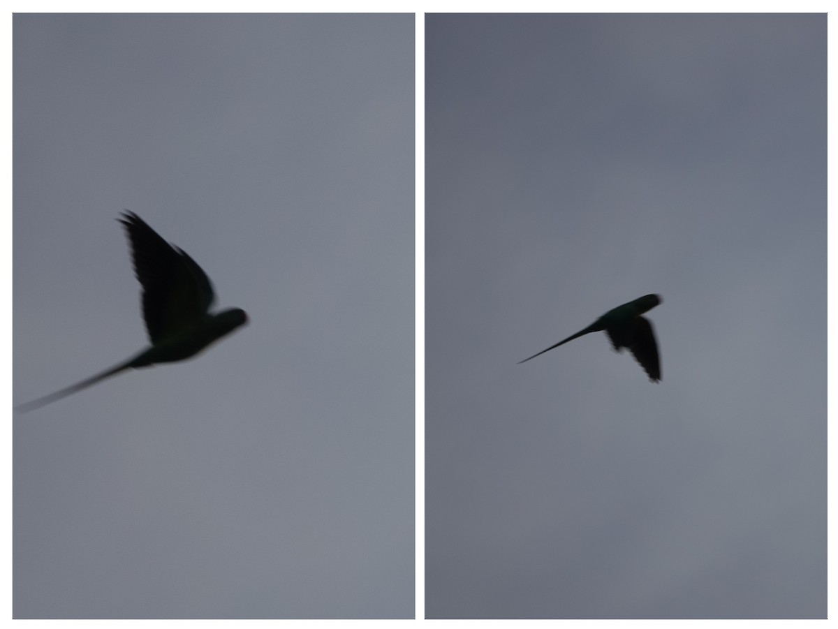 Rose-ringed Parakeet - ML623598642