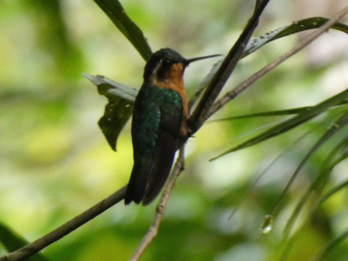 Purple-throated Mountain-gem - Andros Huff Gimbel