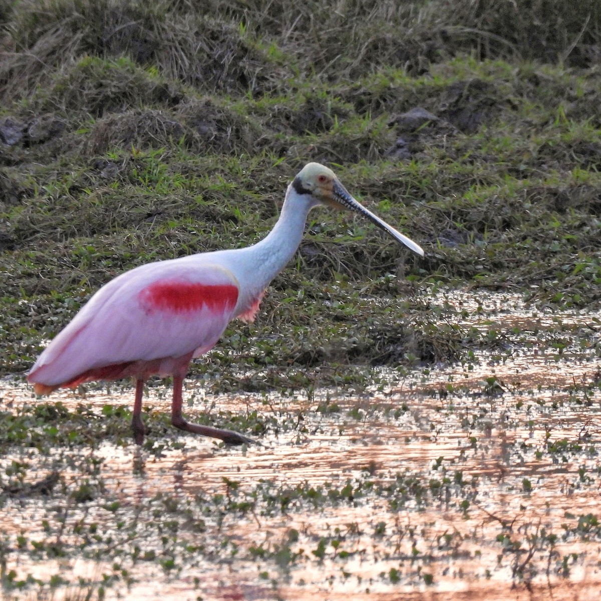 Roseate Spoonbill - ML623598673