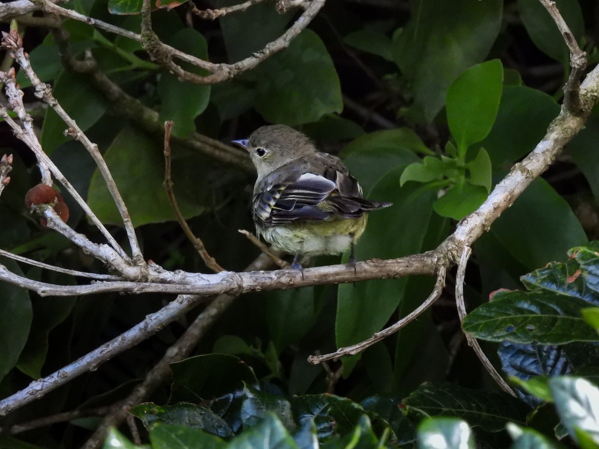 Mountain Elaenia - Diego Guevara