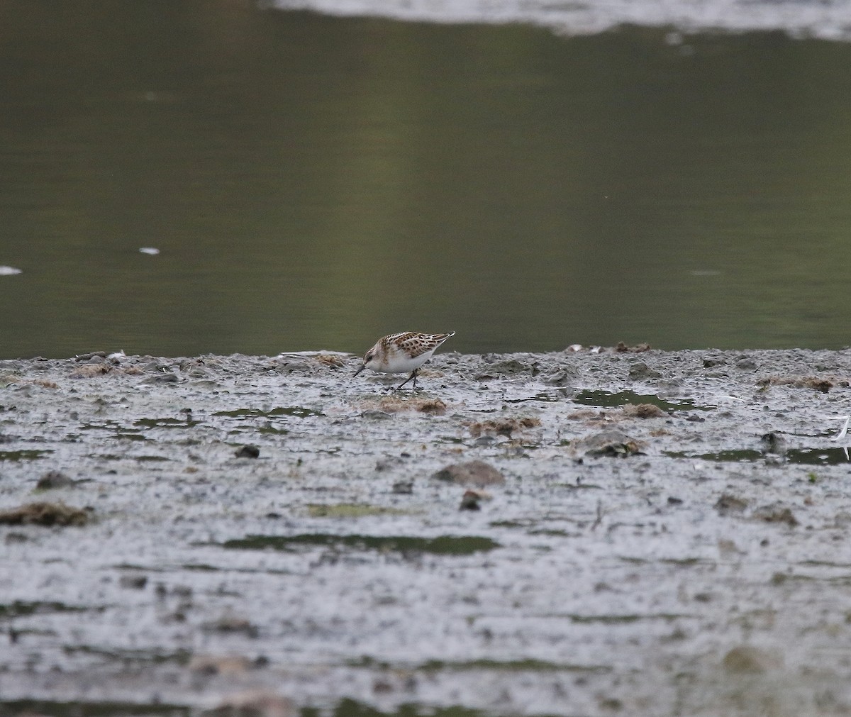 Little Stint - ML623598707