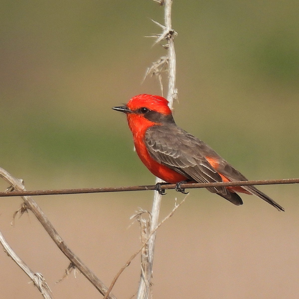 Vermilion Flycatcher - ML623598710