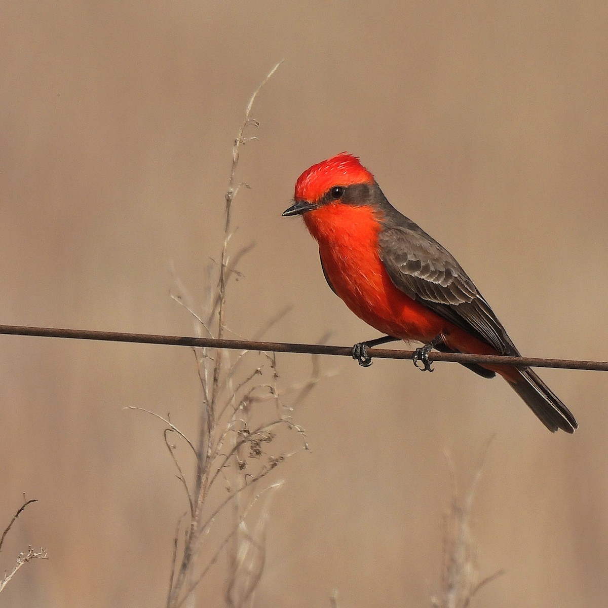 Vermilion Flycatcher - ML623598711