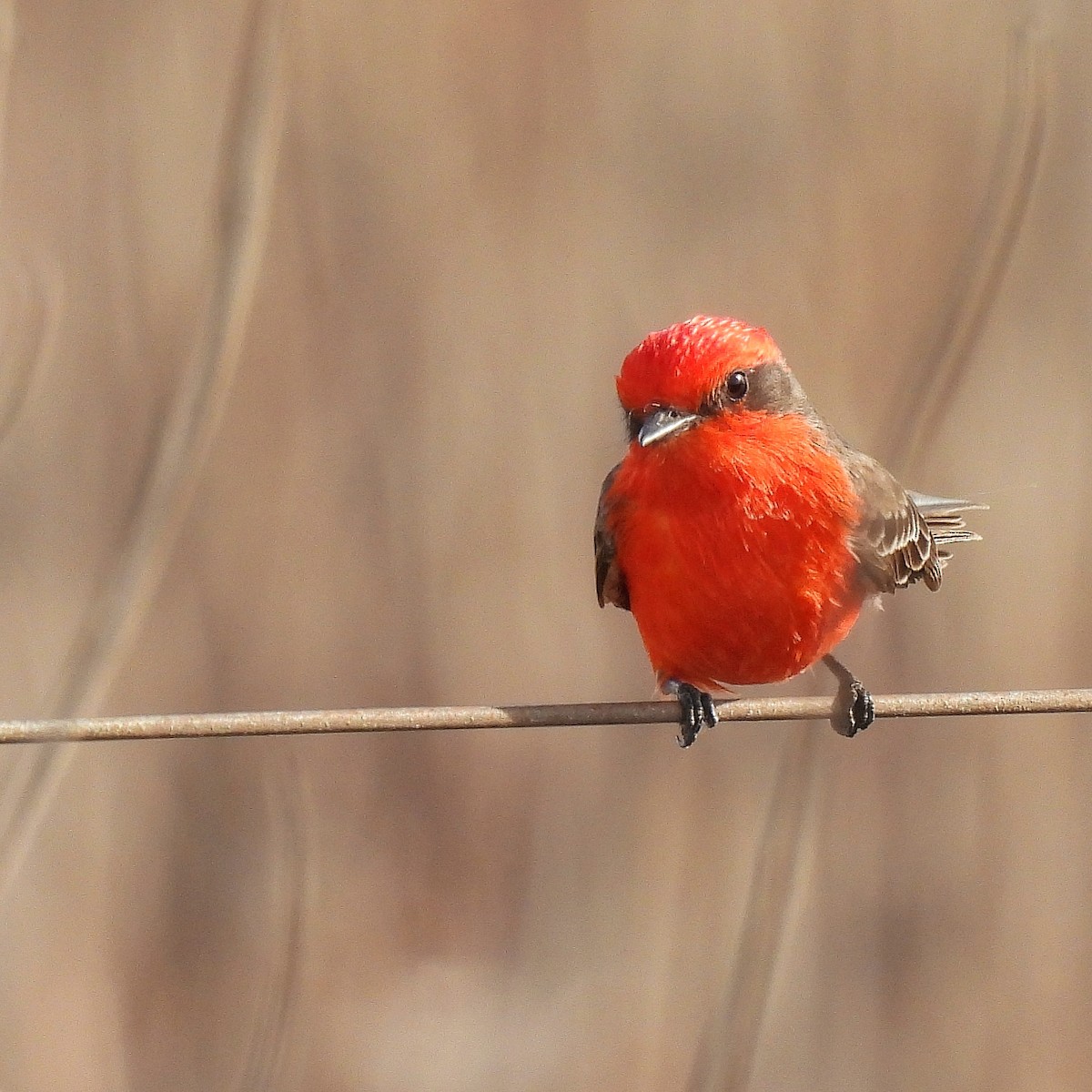 Vermilion Flycatcher - ML623598712