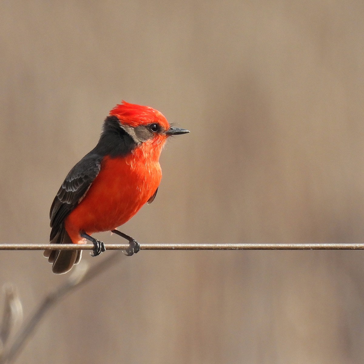 Vermilion Flycatcher - Pablo Bruni