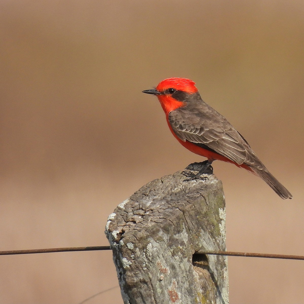 Vermilion Flycatcher - ML623598715