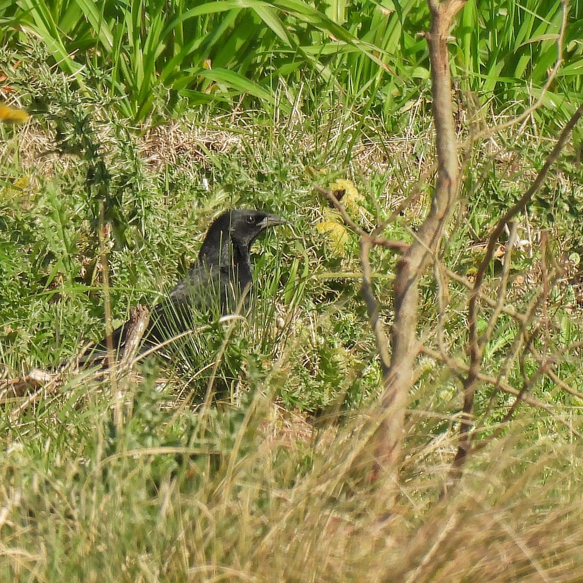 Chopi Blackbird - ML623598728