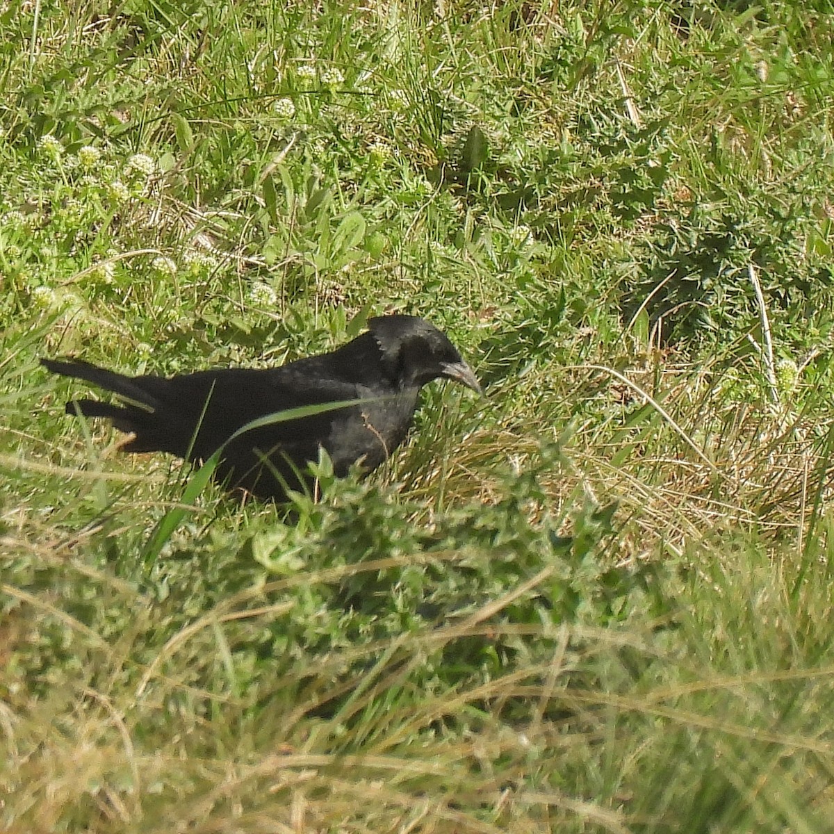 Chopi Blackbird - ML623598729