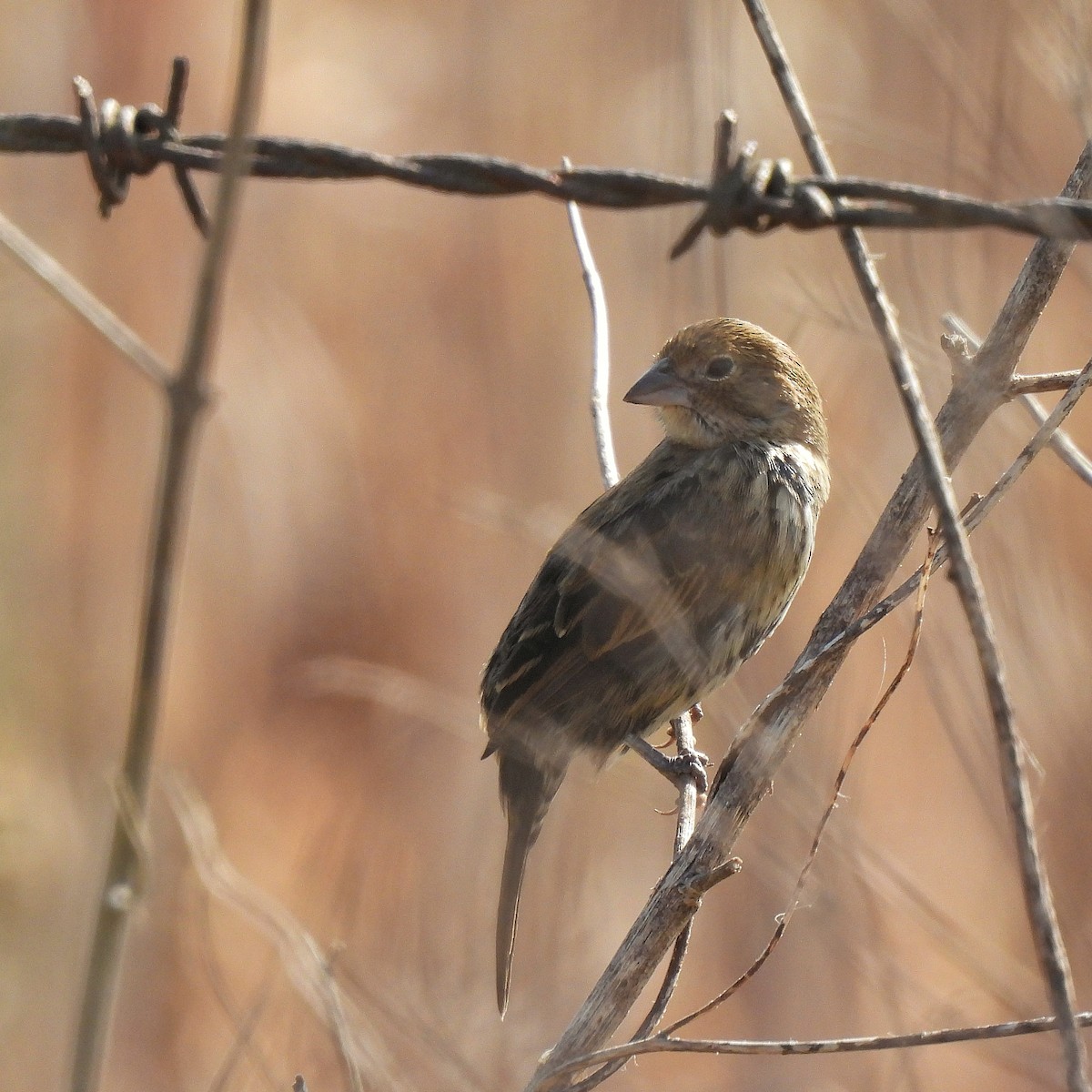 Blue-black Grassquit - ML623598735