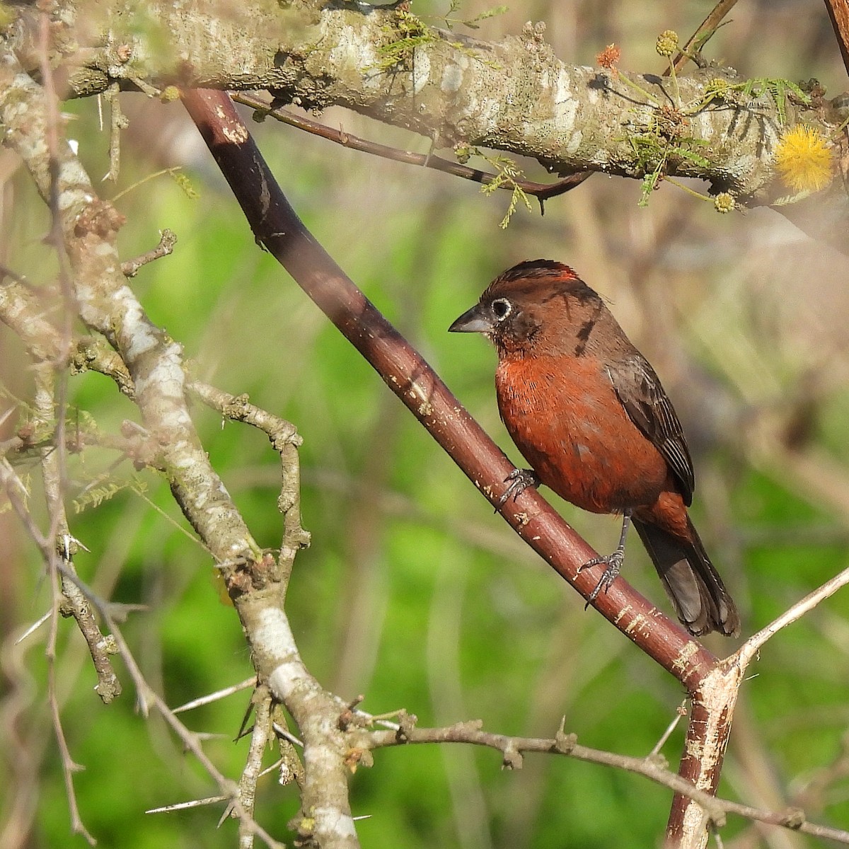 Red-crested Finch - ML623598750