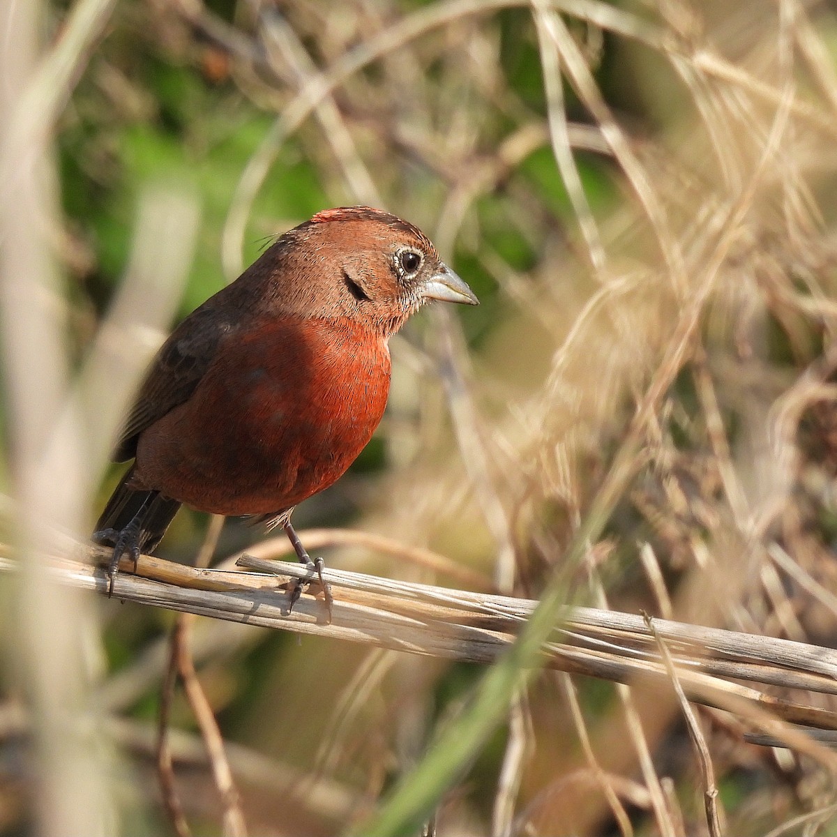 Red-crested Finch - ML623598752