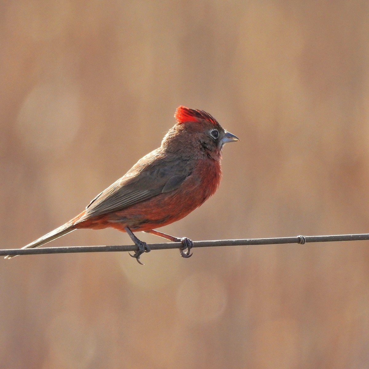 Red-crested Finch - ML623598754