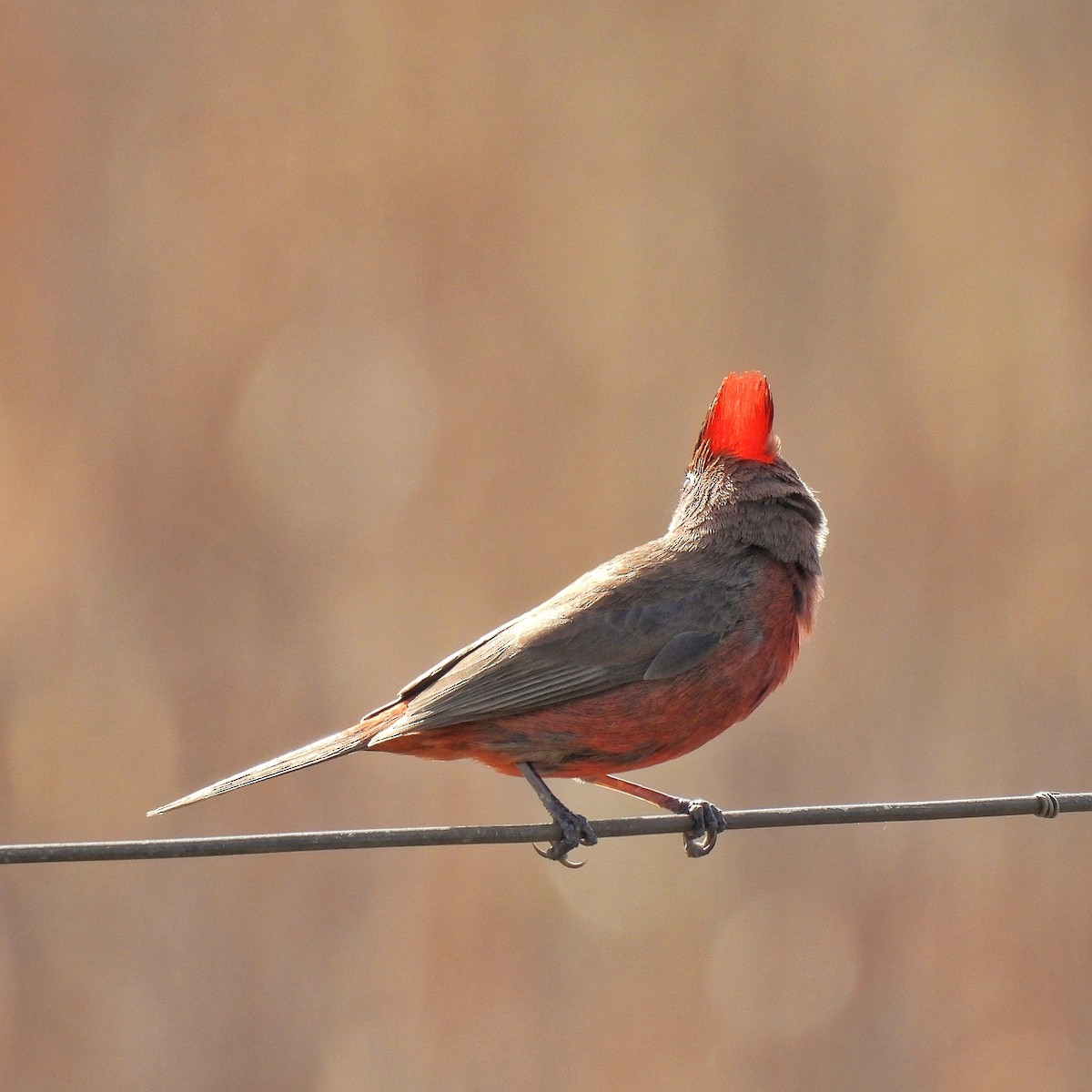 Red-crested Finch - ML623598756