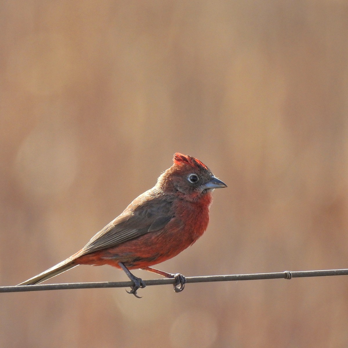 Red-crested Finch - ML623598757