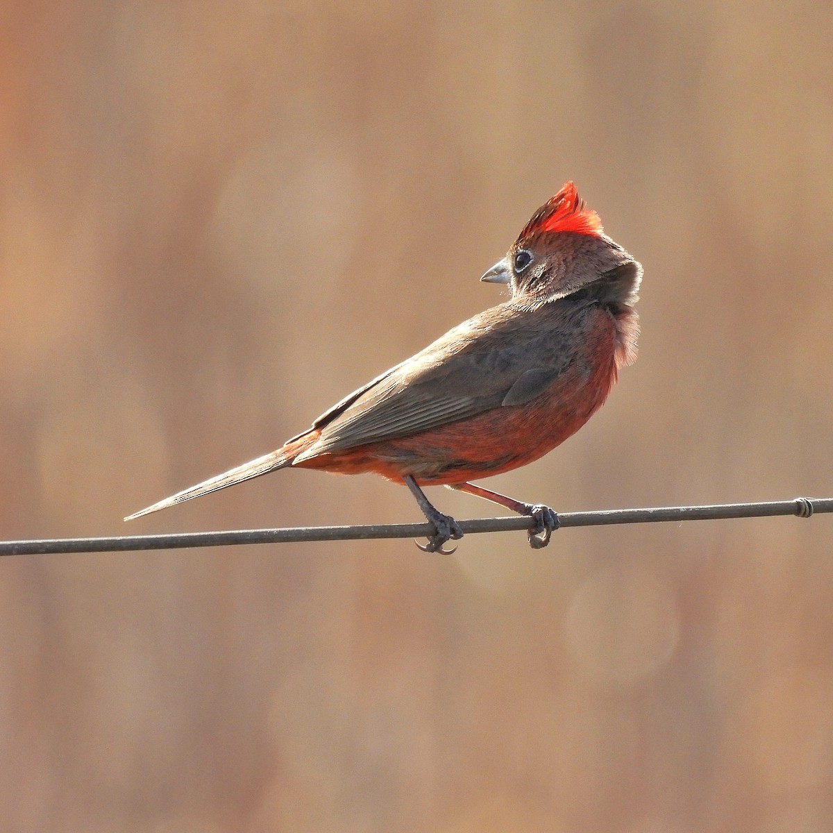 Red-crested Finch - Pablo Bruni