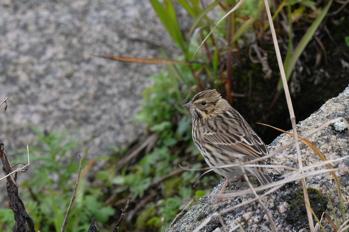 Savannah Sparrow - ML623598775