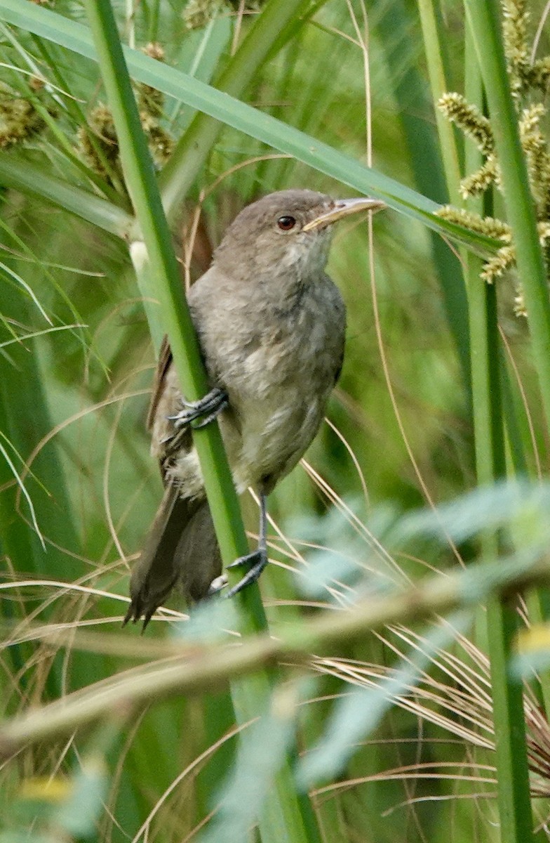 Greater Swamp Warbler - ML623598788