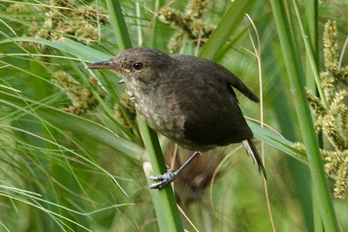 Greater Swamp Warbler - ML623598789