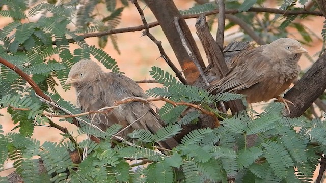 Yellow-billed Babbler - ML623598825