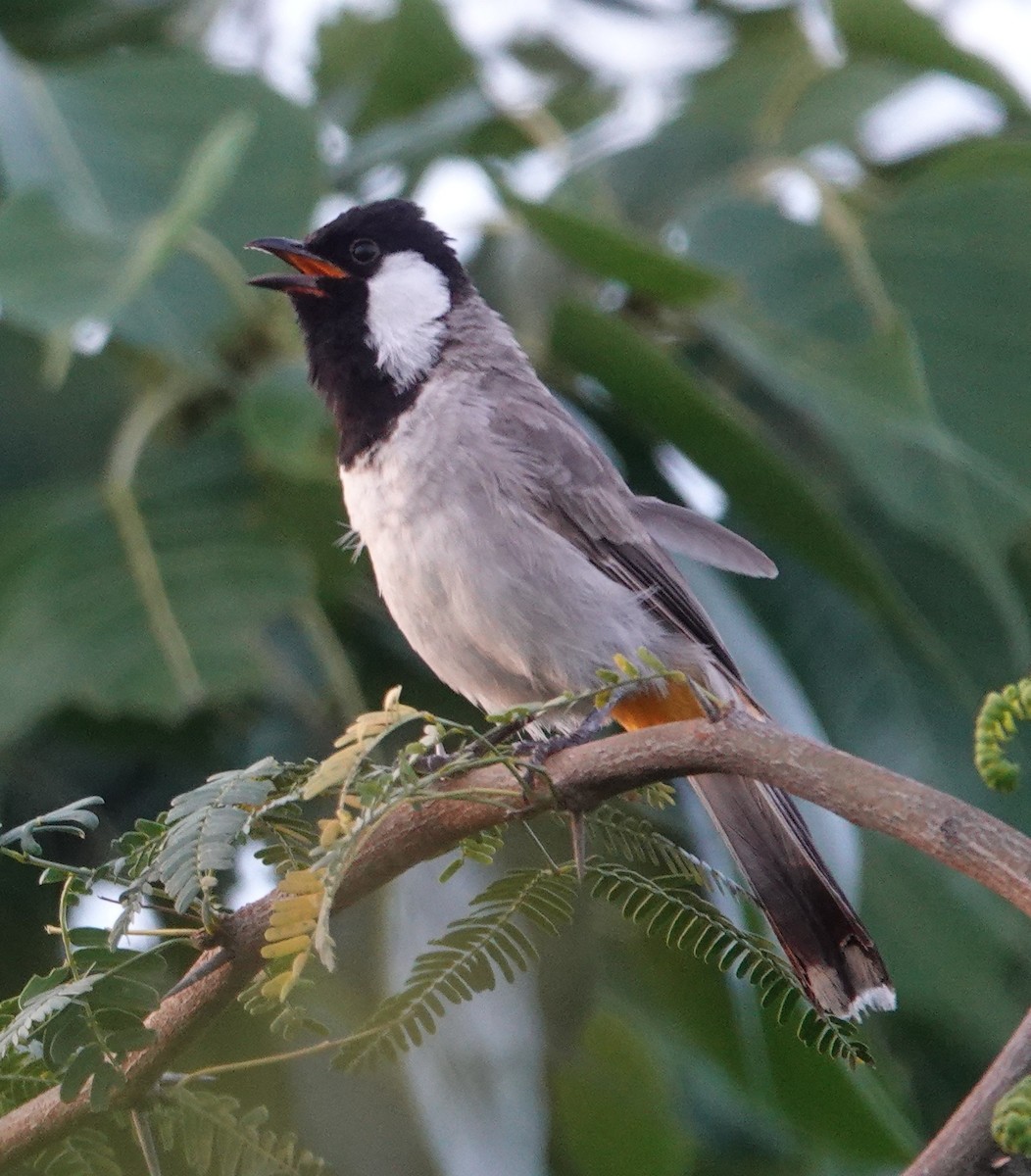 White-eared Bulbul - ML623598851