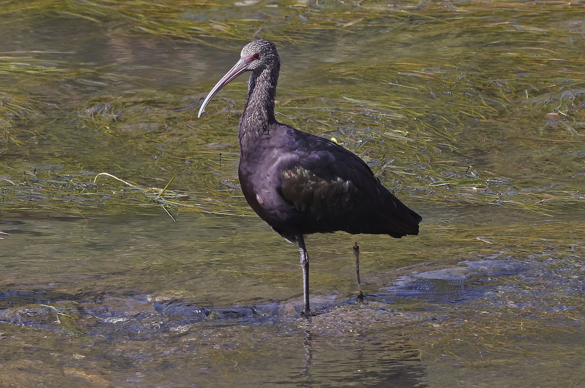 Puna Ibis - ML623598911