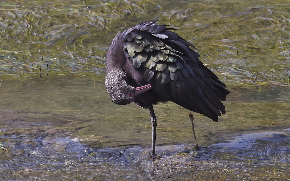 Puna Ibis - ML623598912