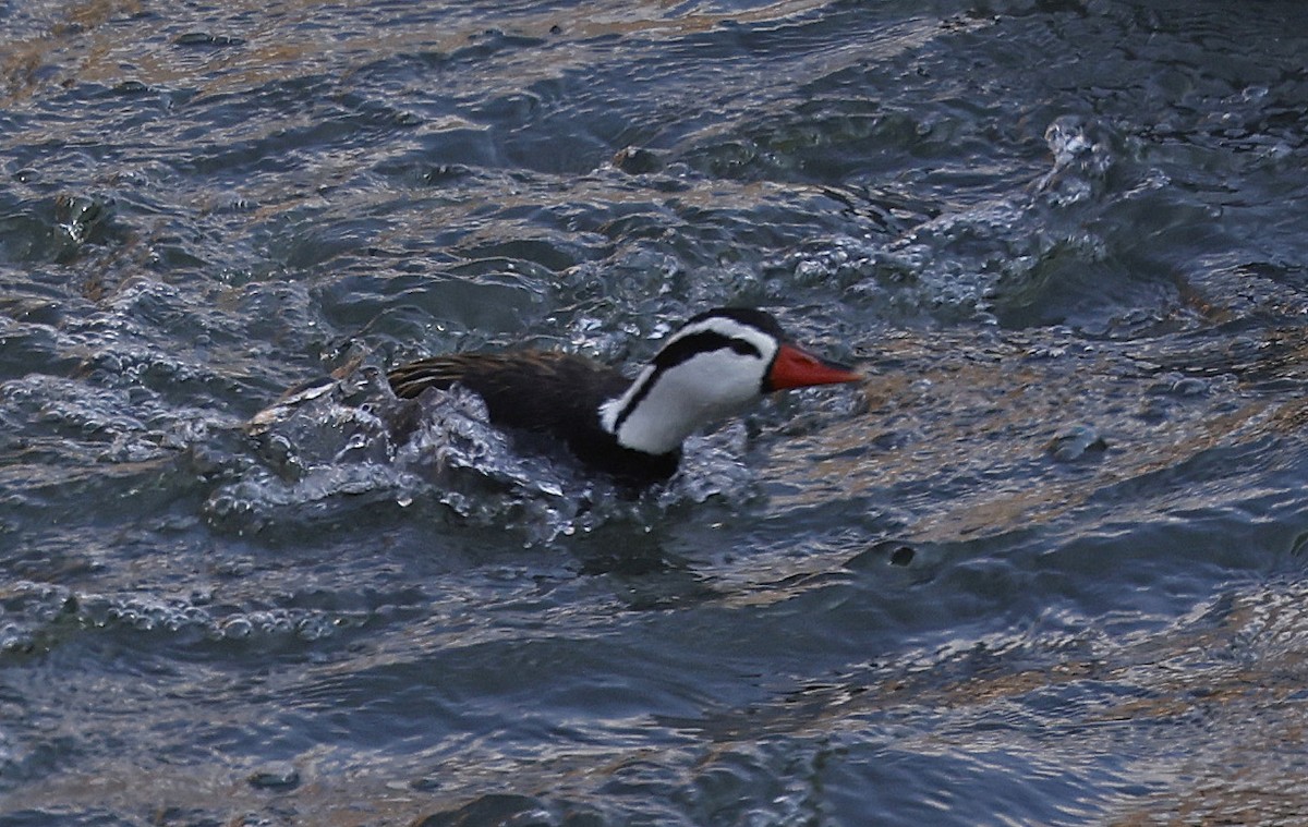 Torrent Duck - ML623598916