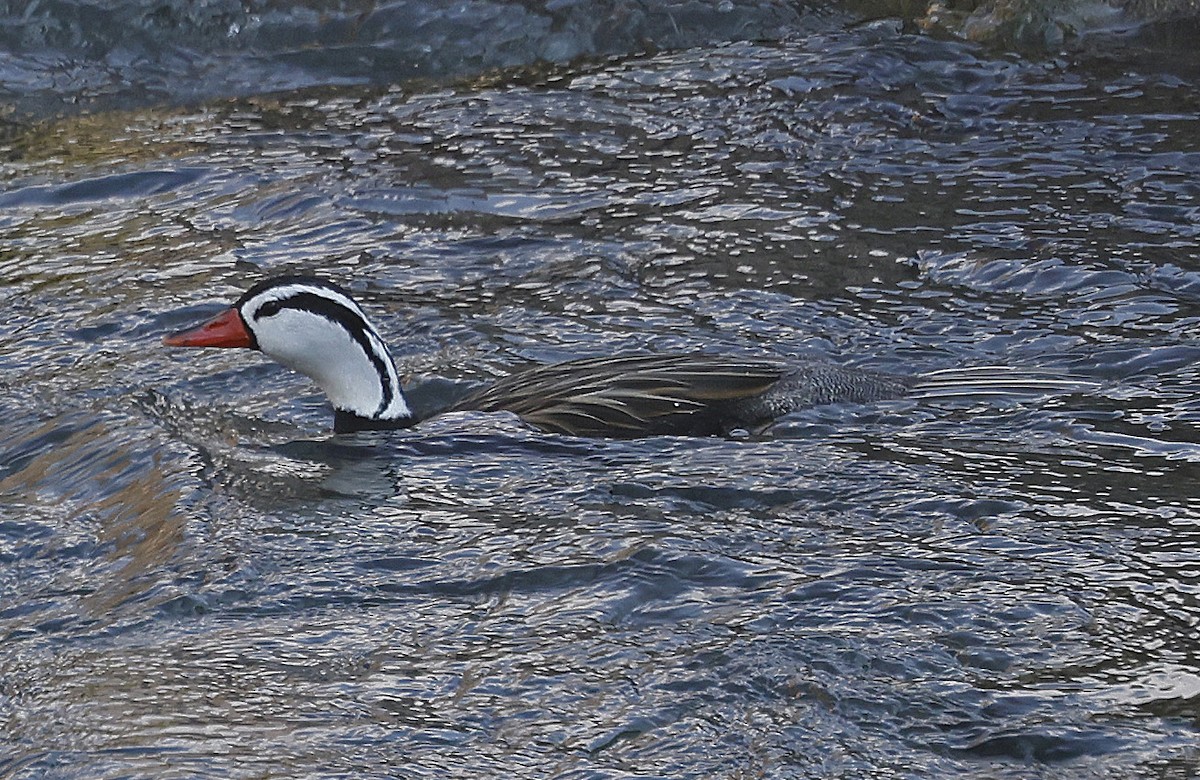 Torrent Duck - ML623598922