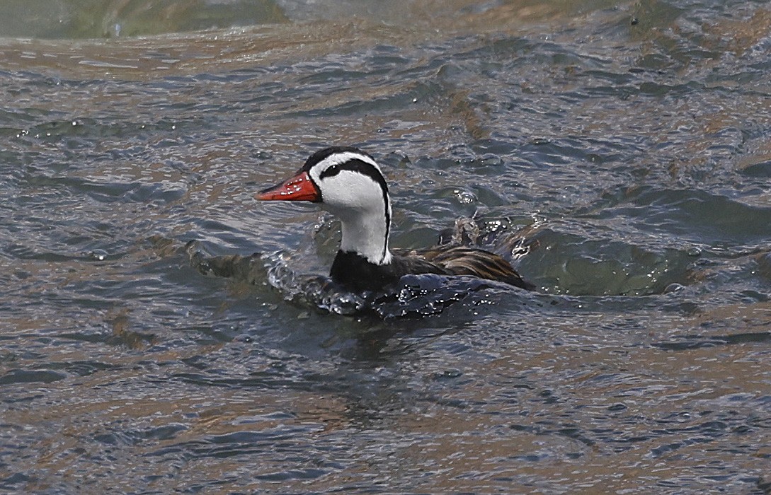Torrent Duck - ML623598925