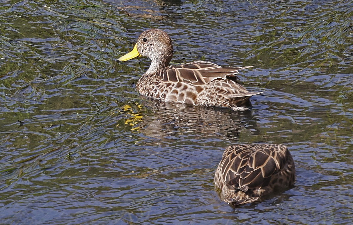 Yellow-billed Pintail - ML623598942