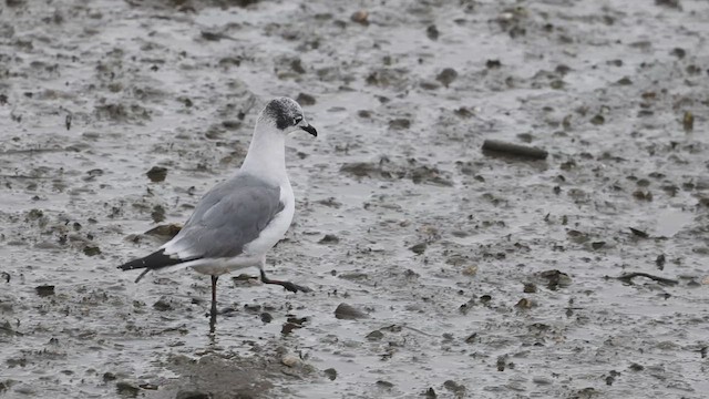 Franklin's Gull - ML623598950