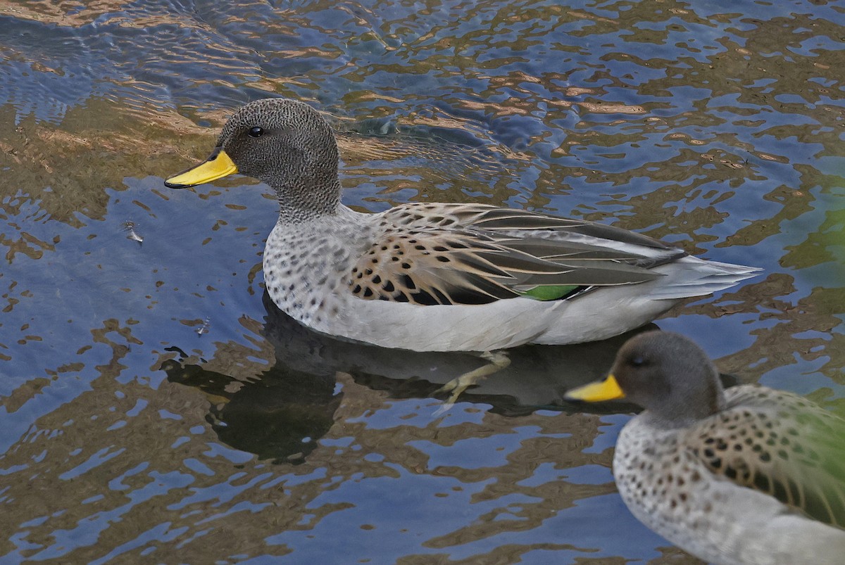 Yellow-billed Teal - ML623598953