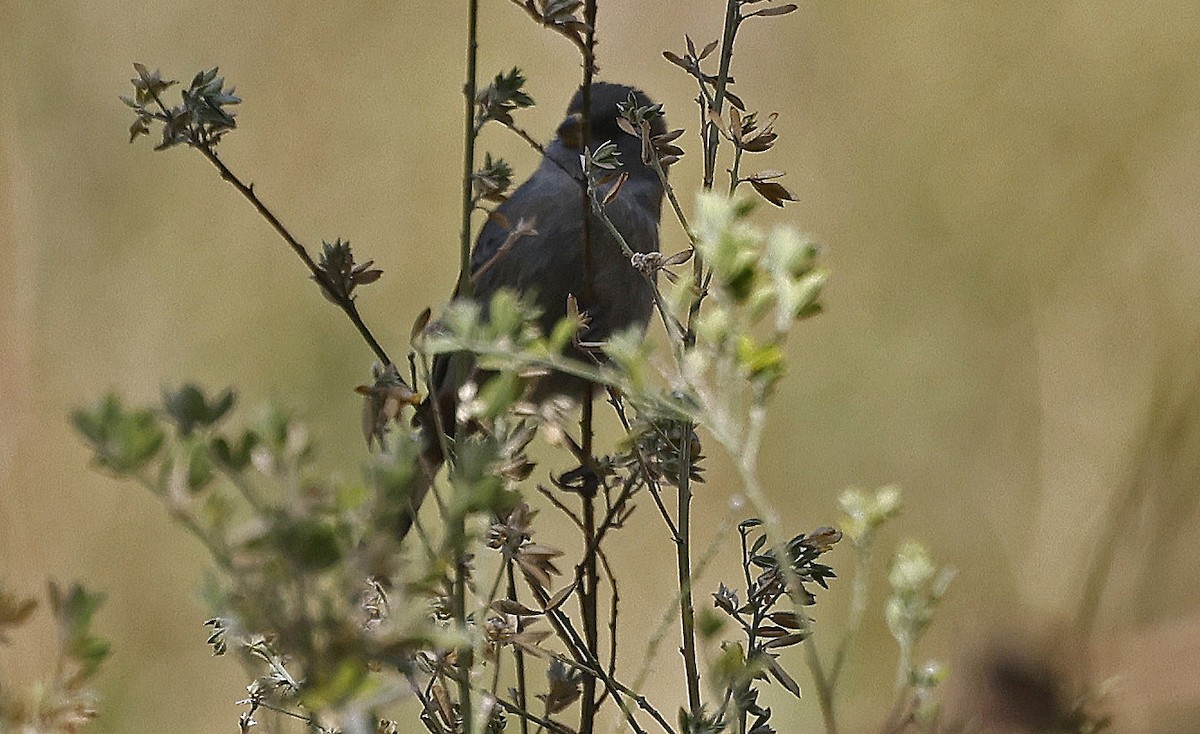 Plain-colored Seedeater - Paul Chapman