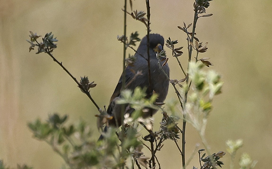 Plain-colored Seedeater - ML623599035