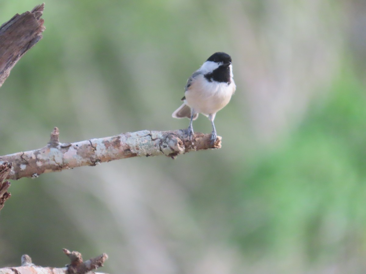 Carolina Chickadee - ML623599046